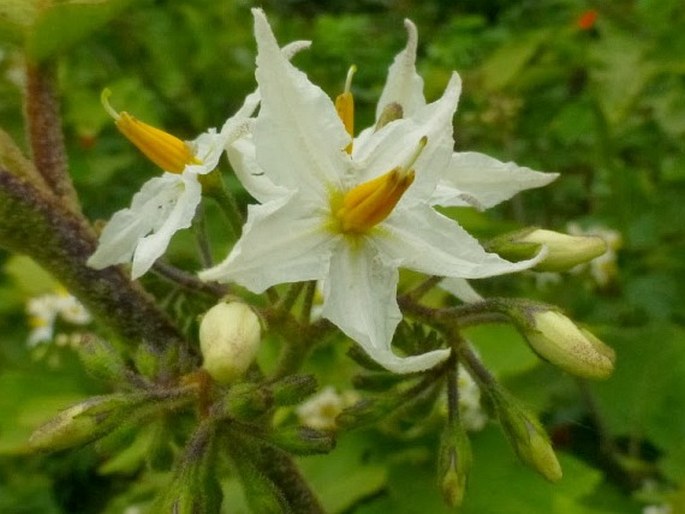 Solanum torvum