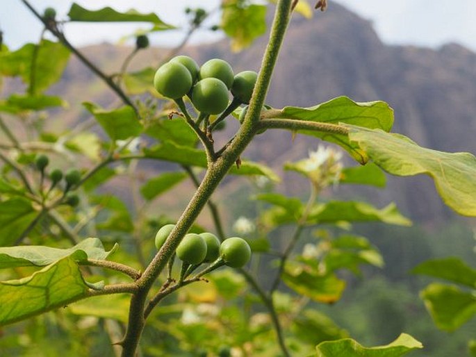 Solanum torvum