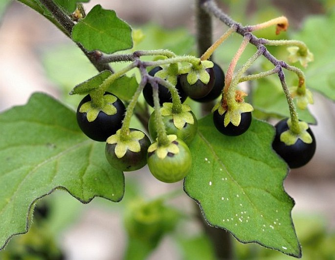 Solanum decipiens