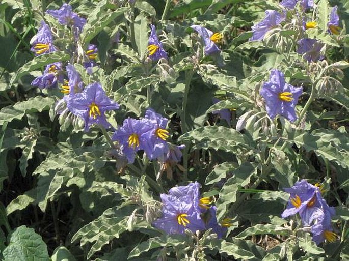 Solanum elaeagnifolium