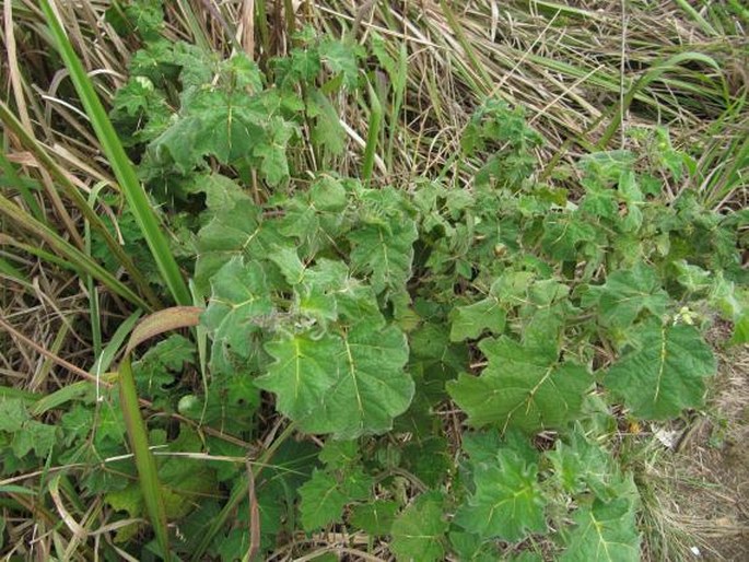 Solanum viarum