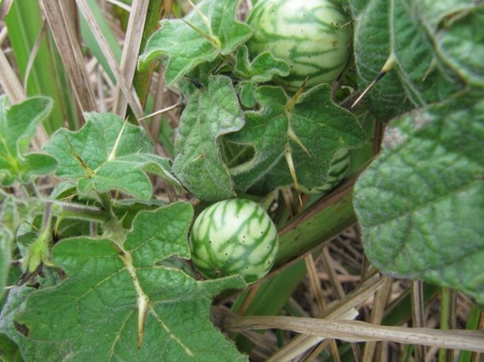 Solanum viarum