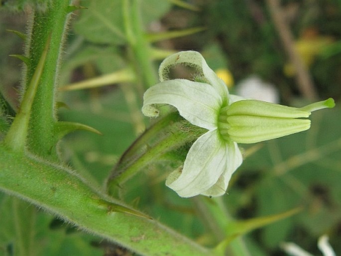 Solanum viarum