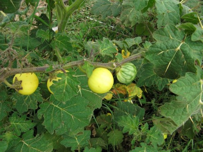 Solanum viarum