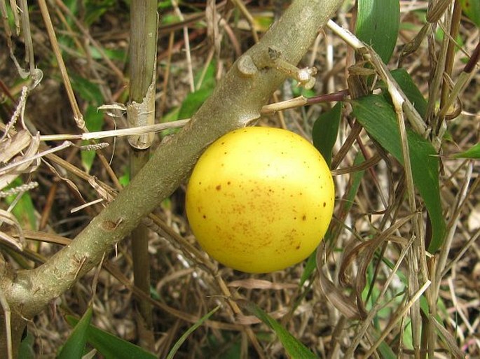 Solanum viarum