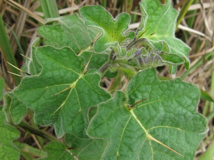 Solanum viarum