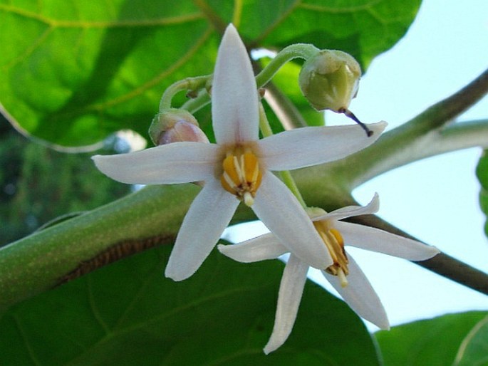 Solanum betaceum