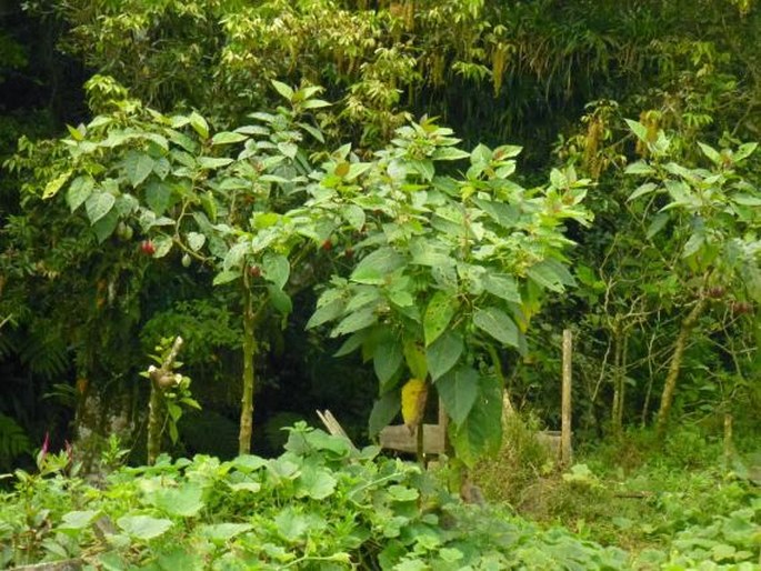 Solanum betaceum