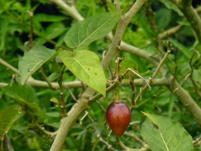 Solanum betaceum