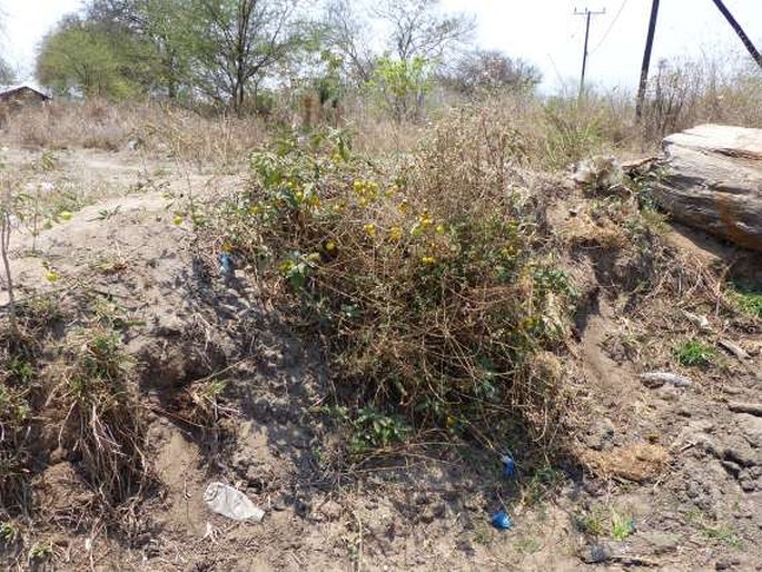 Solanum campylacanthum