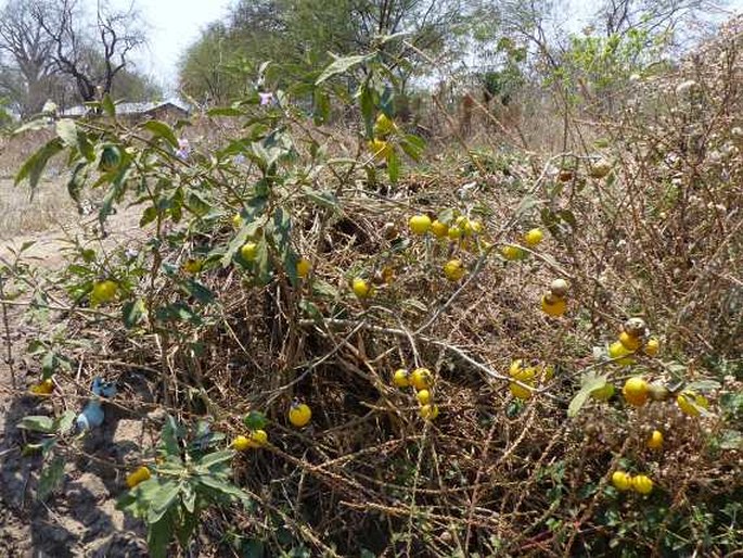 Solanum campylacanthum