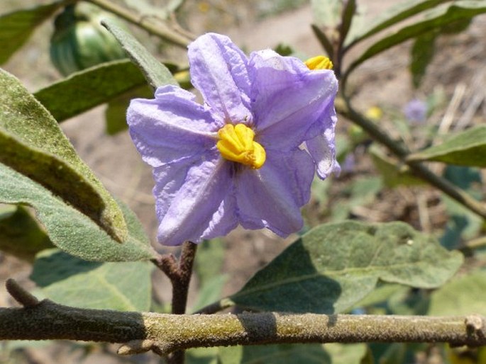 Solanum campylacanthum