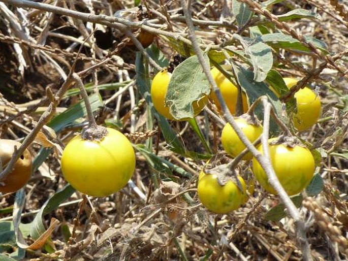 Solanum campylacanthum