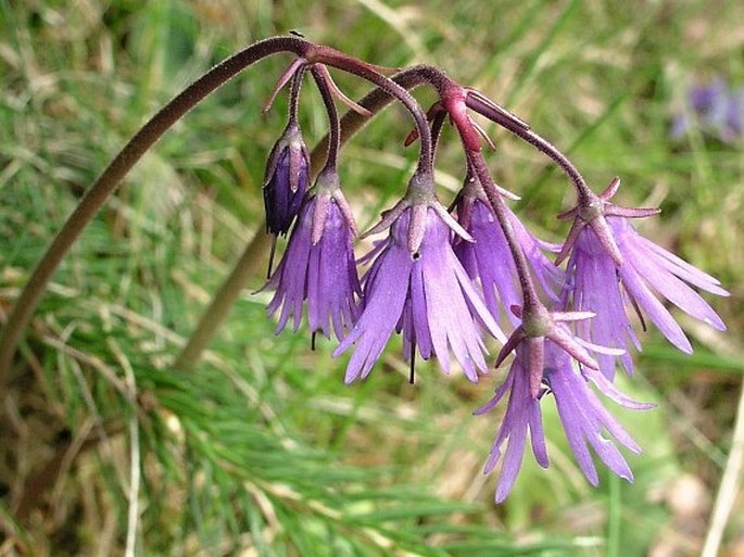 SOLDANELLA MONTANA Willd. – dřípatka horská / soldanelka horská