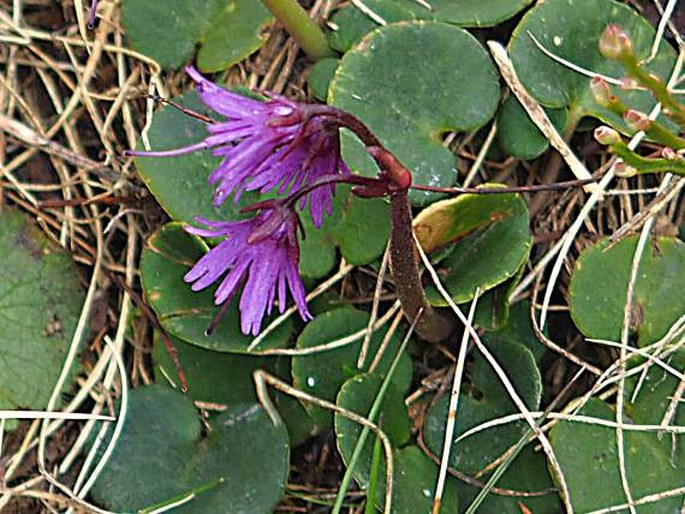 SOLDANELLA PINDICOLA Hausskn. – dřípatka / soldanelka