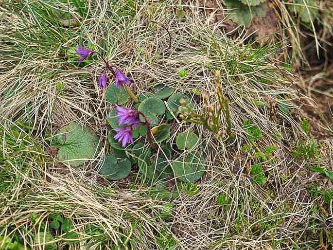 Soldanella pindicola