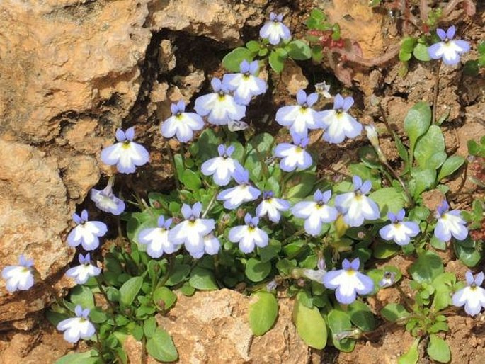 Solenopsis minuta subsp. annua