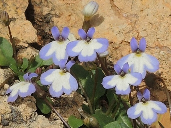 Solenopsis minuta subsp. annua