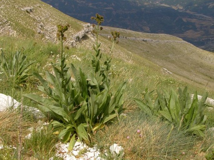 Solenanthus albanicus