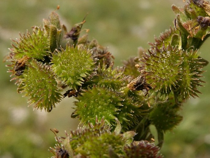 Solenanthus albanicus