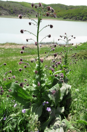 Solenanthus circinnatus