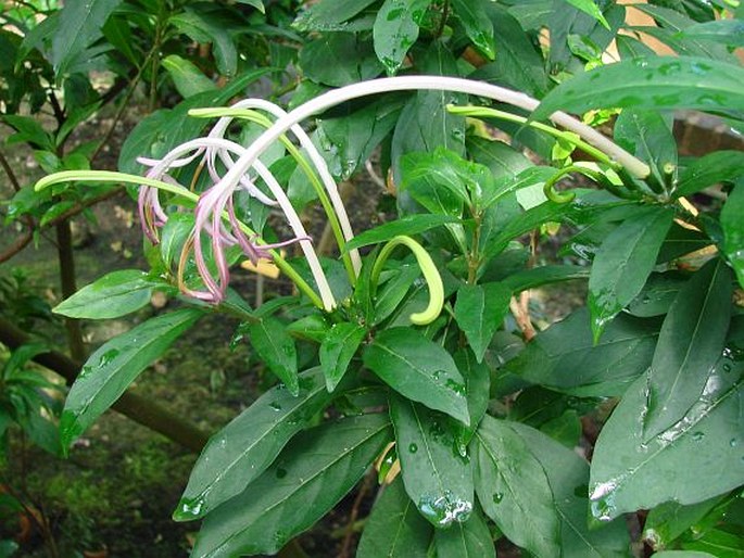 Solenandra longiflora