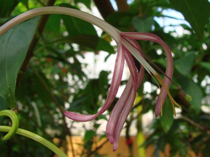 Solenandra longiflora