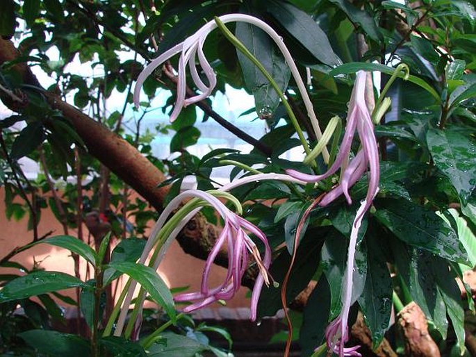 Solenandra longiflora