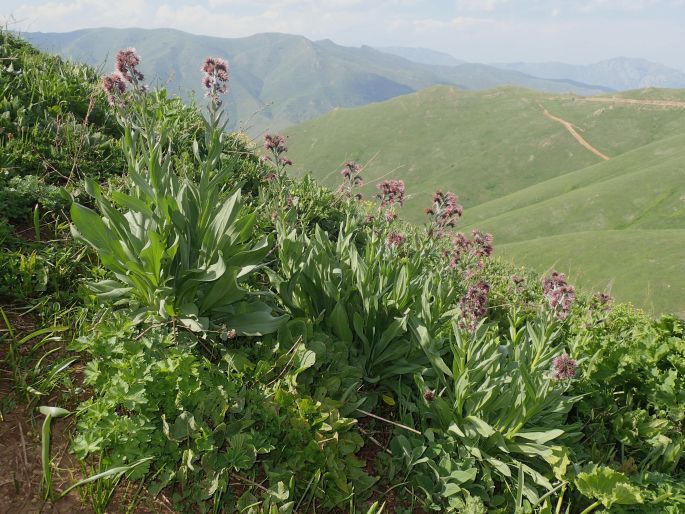 Solenanthus stamineus