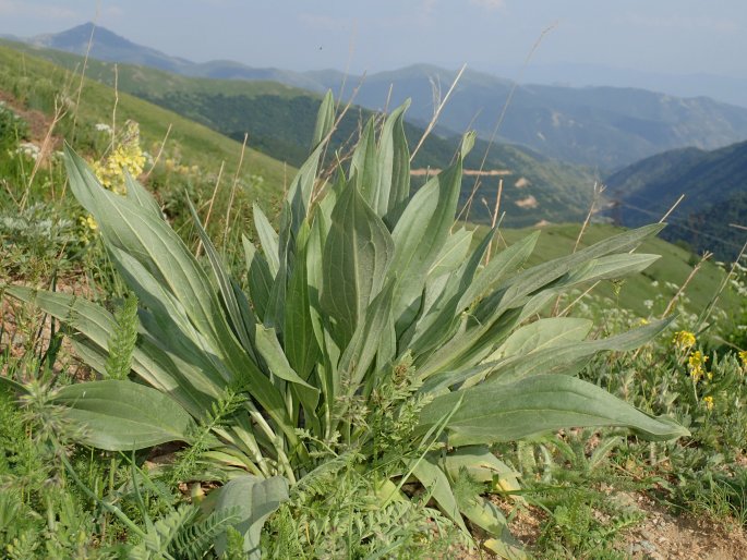 Solenanthus stamineus