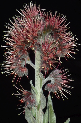 Solenanthus stamineus