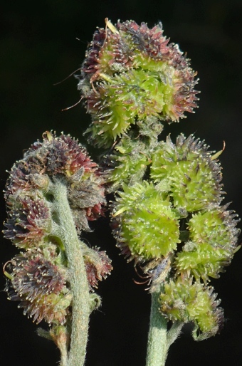 Solenanthus stamineus