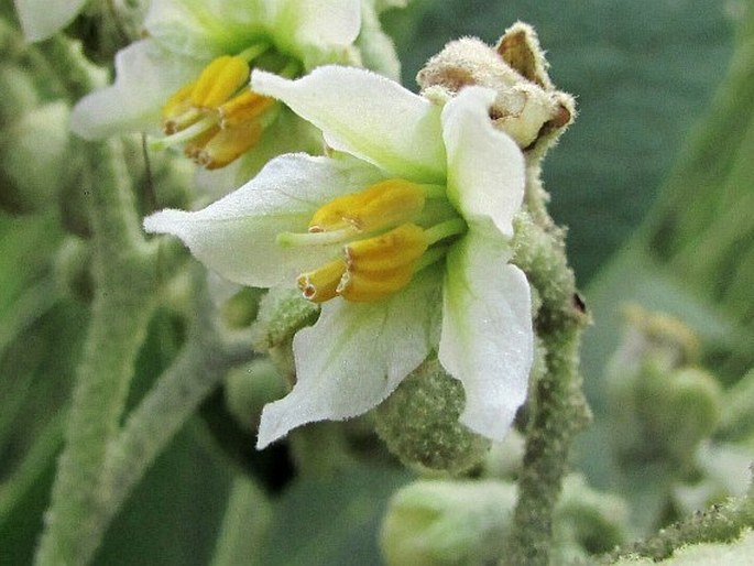 Solanum erianthum