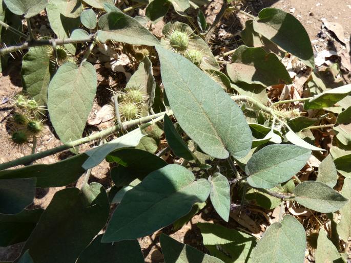 Solanum fecundum