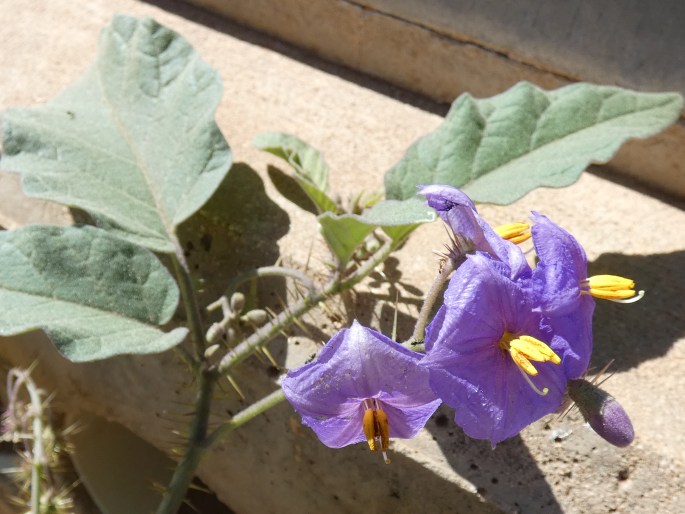 Solanum fecundum