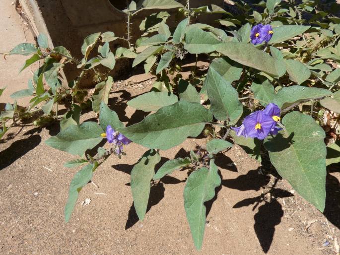 Solanum fecundum