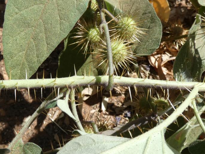 Solanum fecundum