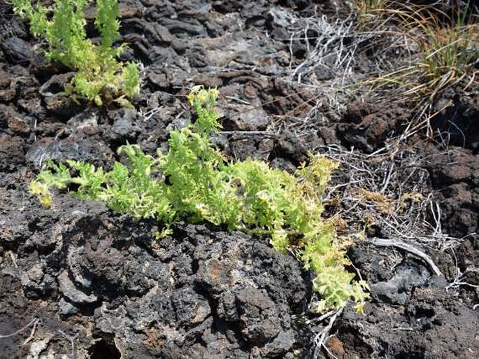 Solanum galapagense