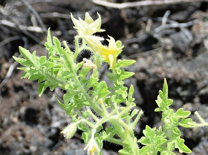 Solanum galapagense