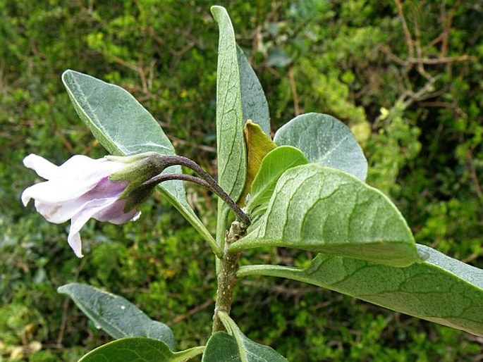 SOLANUM GUINEENSE L. – lilek / ľuľok