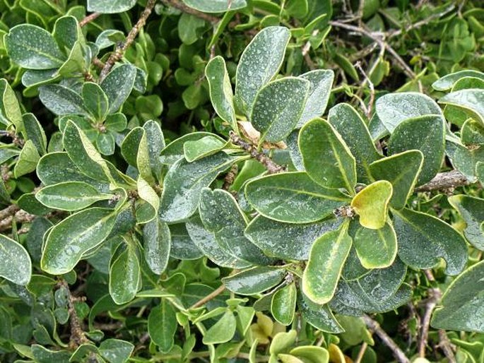 Solanum guineense