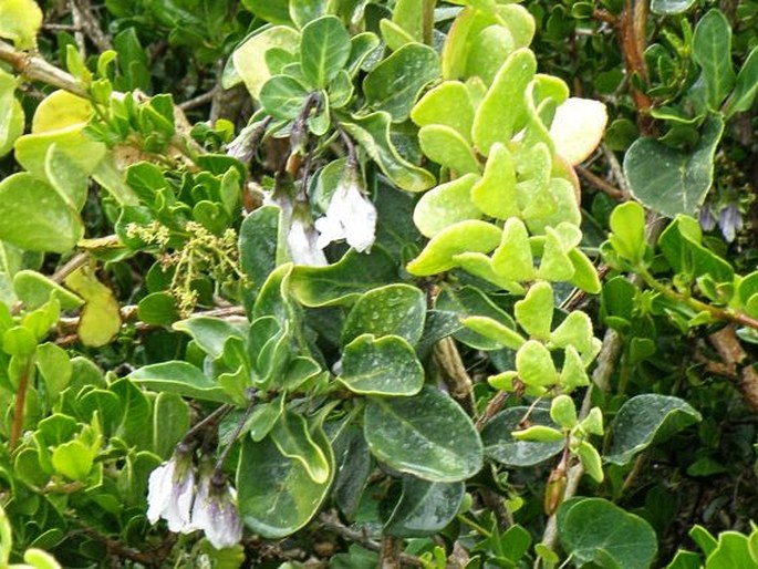 Solanum guineense