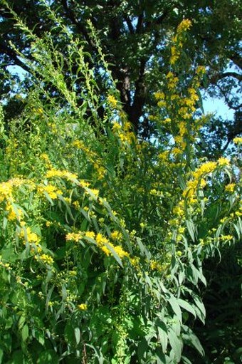 Solidago caesia