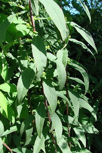 Solidago caesia