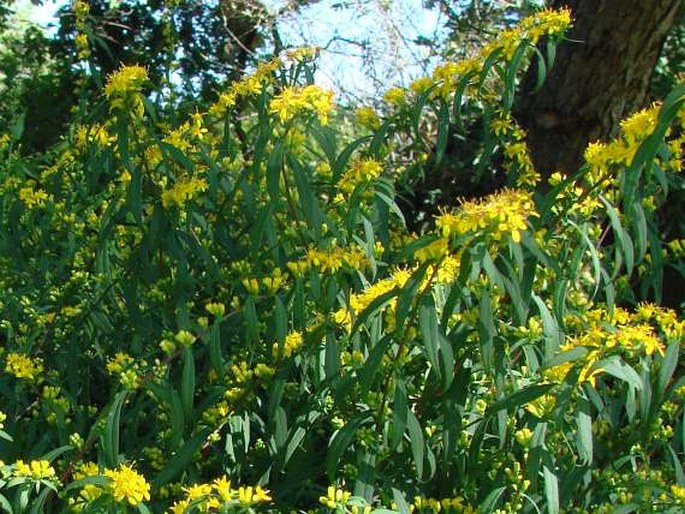 SOLIDAGO CAESIA L. - zlatobýl / zlatobyľ