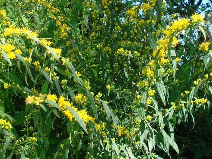 Solidago caesia