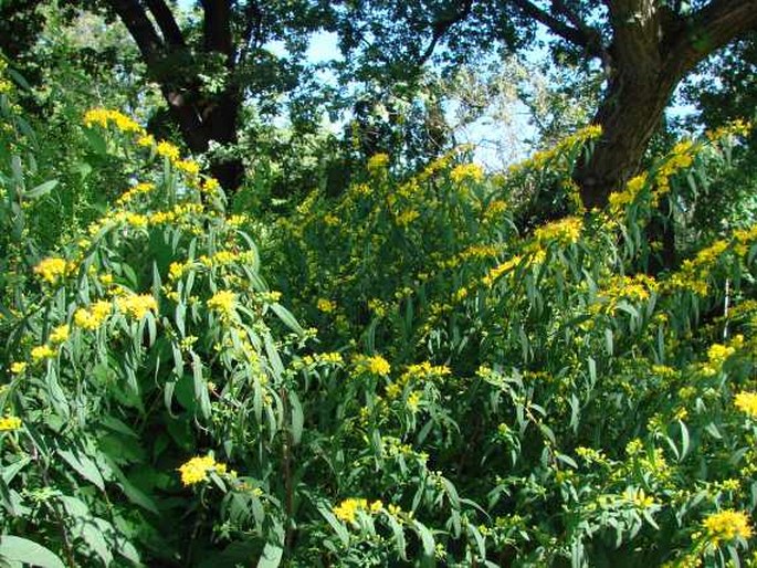 Solidago caesia