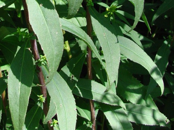 Solidago caesia