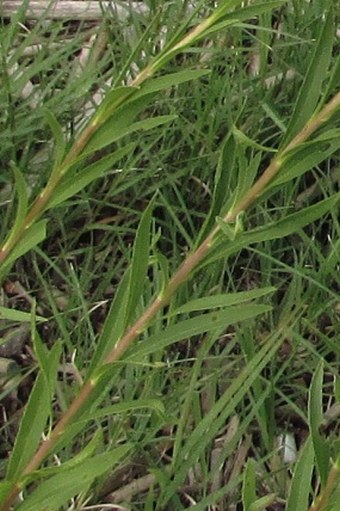 Solidago chilensis