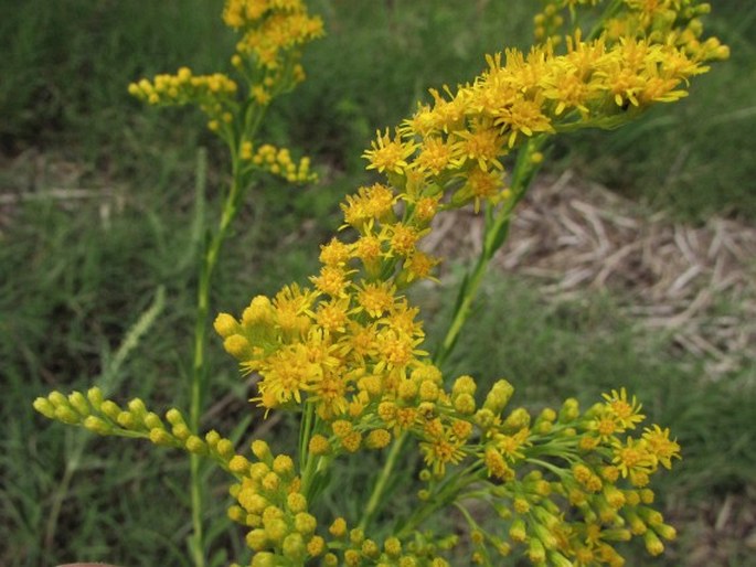 Solidago chilensis